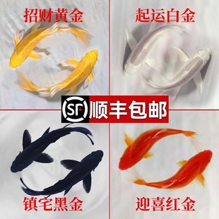 黑金锦鲤龙凤活鱼鱼缸金鱼活体草金耐活观赏鱼小型 淡水 好养冷水