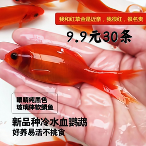 冷水鹦鹉鱼淡水葡萄眼
