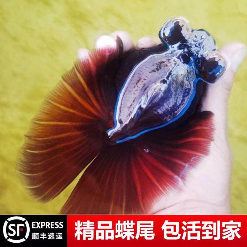 蝶尾精品金鱼龙睛包金蝶尾鱼熊猫金鱼苗鱼苗宠物鱼热带冷水鱼玉兔