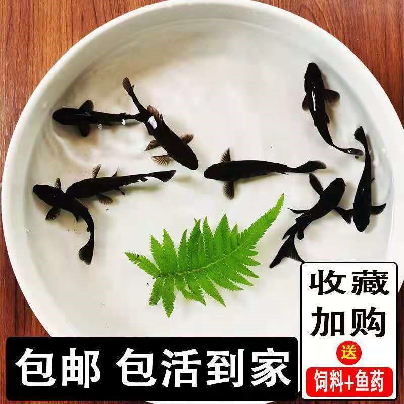 锦鲤淡水好养耐活招财鱼