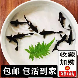 锦鲤淡水好养耐活招财鱼