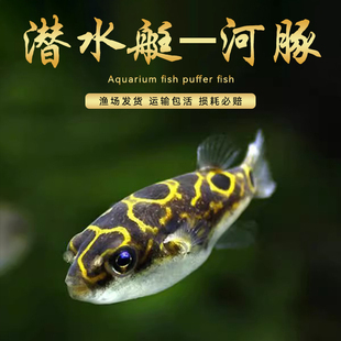 观赏鱼河豚鱼会生气 鱼潜水艇好养耐活活体巧克力娃娃凶猛气泡鱼