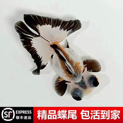蝶尾精品金鱼龙睛包金蝶尾鱼熊猫金鱼苗鱼苗鱼活体冷水鱼观赏鱼DD