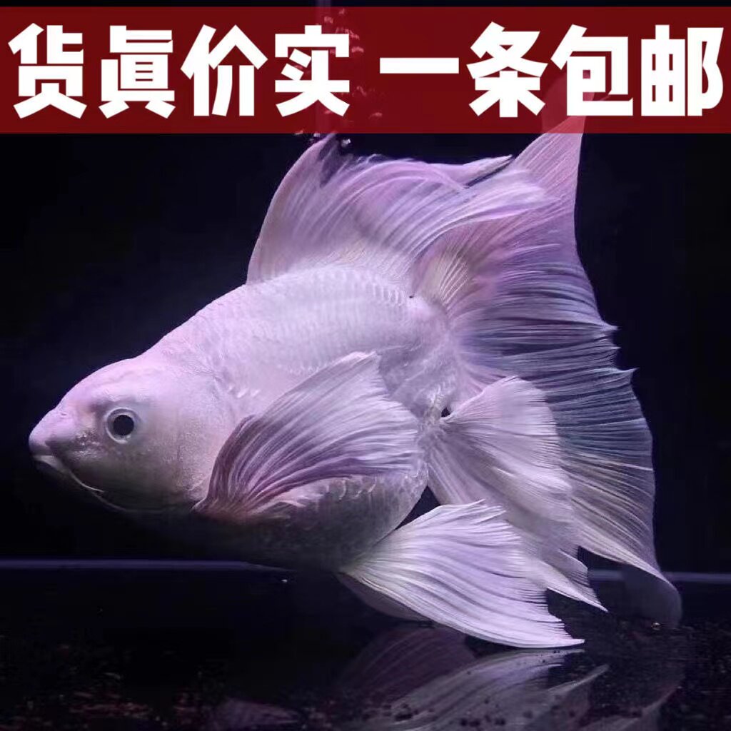 观赏鱼球体蝴蝶鲤鱼活体短身贵妃龙鲤纯种大尾冷水鱼锦鲤鱼苗金鱼