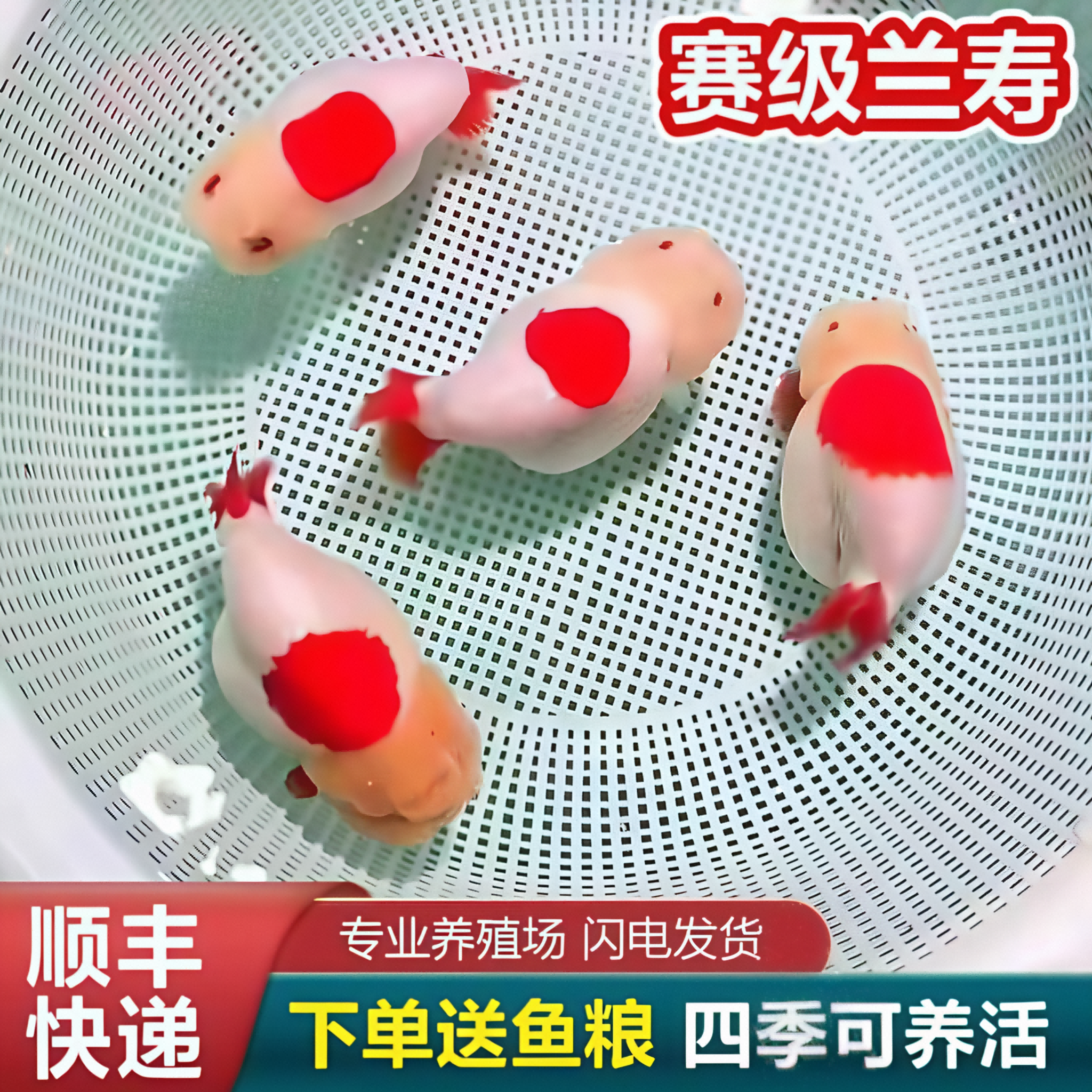 兰寿金鱼熊猫短尾波妞精品小苗奶牛潘氏鱼苗玉兔麒麟冷水热带赛级