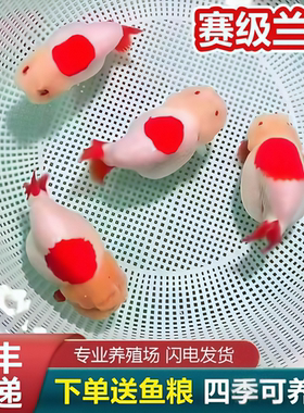 兰寿金鱼熊猫短尾波妞精品小苗奶牛潘氏鱼苗玉兔麒麟冷水热带赛级