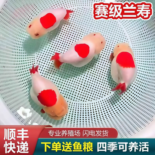 赛级波妞精品兰寿短尾潘氏奶牛