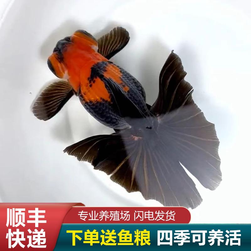 龙睛蝶尾金鱼精品熊猫鱼苗活鱼包金观赏热带鱼黑蝶尾金鱼苗冷水鱼