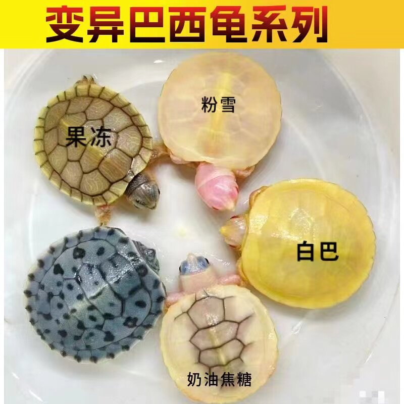 果冻焦糖梵高悖论闪电巴西变异白化乌龟苗鱼缸观赏活体顺丰包邮