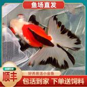 蝶尾精品金鱼龙睛包金蝶尾鱼熊猫金鱼苗鱼苗宠物鱼活体热带冷水鱼