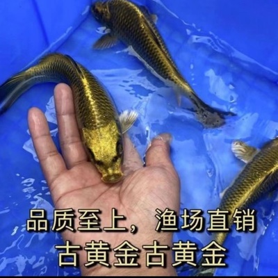 古黄金锦鲤芥子松叶龙凤锦观赏鱼锦鲤好养耐活冷水鱼淡水日本锦鲤