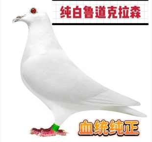精品实战纯白鲁道克拉森血统信鸽种鸽幼鸽一对包邮可飞千公里