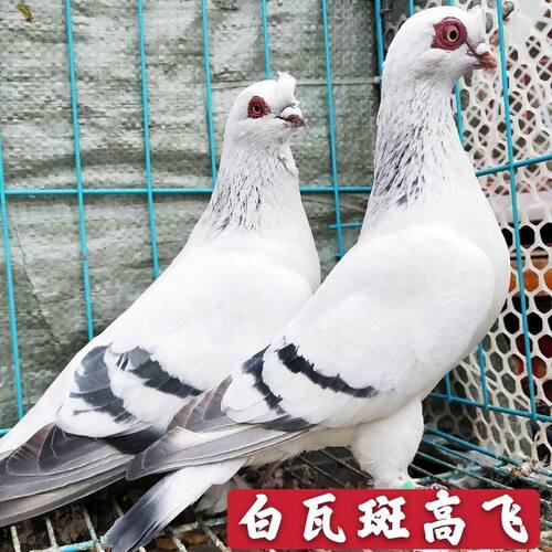 精品观赏鸽高飞种鸽一对包邮带凤