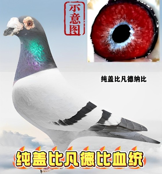 纯大鼻子信鸽幼鸽一对包邮