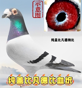 纯大鼻子信鸽幼鸽一对包邮