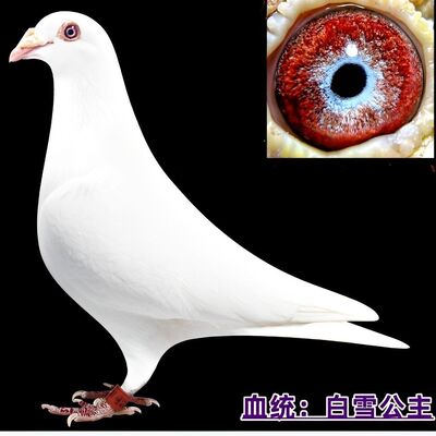 纯白雪公主血统赛鸽信鸽种鸽一对带环包邮可飞千公里