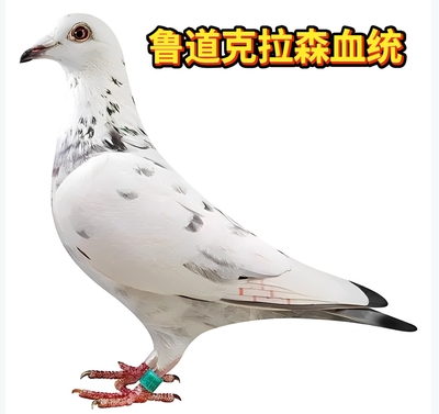 精品纯白鲁道克拉森血统信鸽种鸽幼鸽