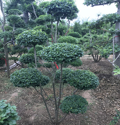 苗圃直销小叶女贞造型盆景树桩球形树苗庭院别墅绿化植物小区绿化