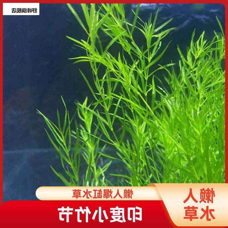 小竹节竹节草真水草水族箱鱼缸造景观赏新手阴性水草繁殖