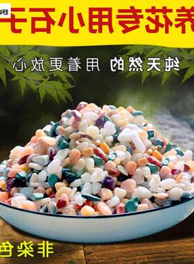 多肉铺面石植物花盆里面放的小彩色石头白石子地面养花专用五彩石