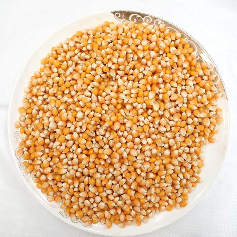 20斤装中粒黄金小玉米鸟食赛飞饲料信观赏鸽子粮比赛用19省包邮