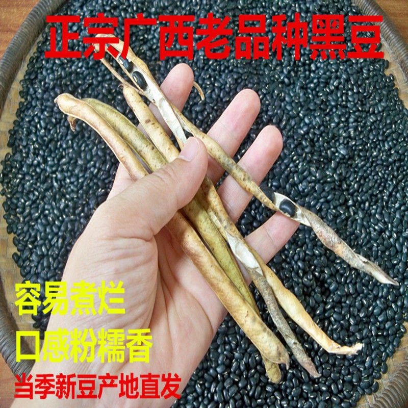 正宗广西土黑豆当季黑饭豆乌缸豆黑眉豆小黑豆黑芸豆牛角黑豆包邮
