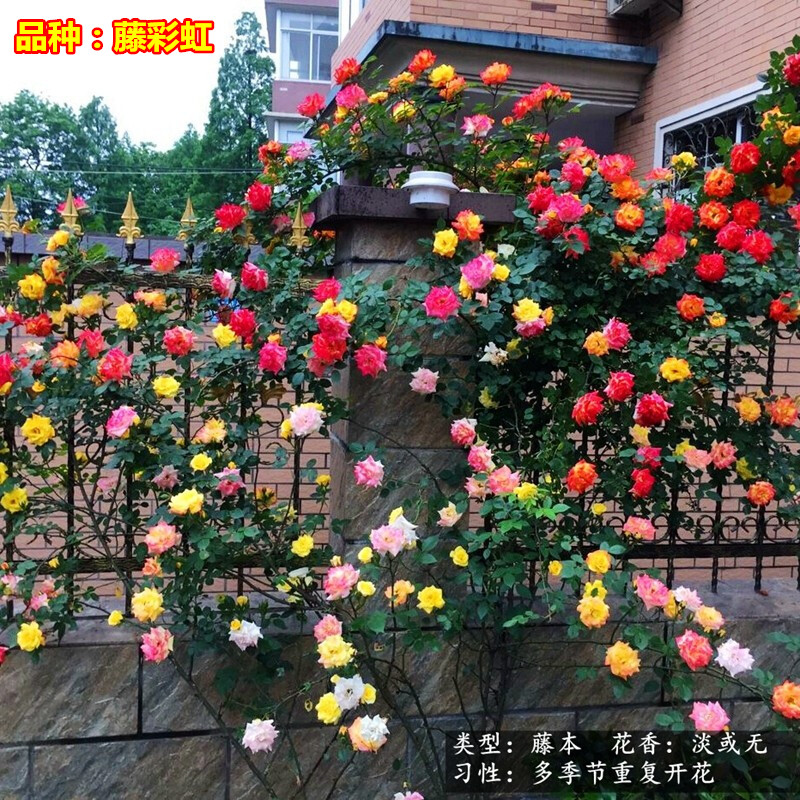 大型藤本月季花苗藤彩虹 庭院爬藤植物四季蔷薇开花带花发货