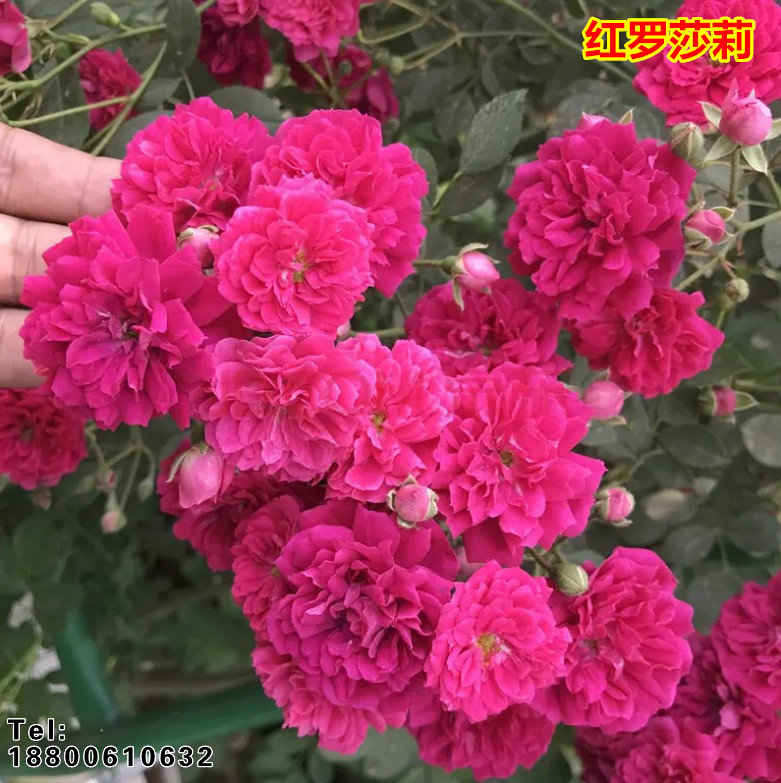 红罗莎莉无刺红花蔷薇爬藤月季蔷薇花苗藤本月季多花庭院阳台种植