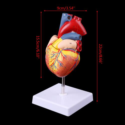 Disassembled Anatomical Human Het Model Anatomy Medical Te