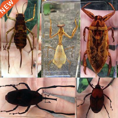 1piece Mantis Insect Specimen Cricket In Clear Resin Educati