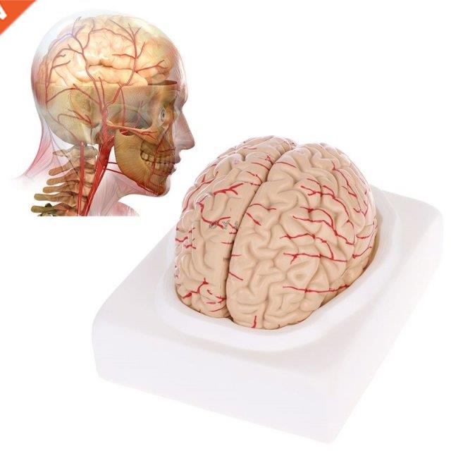 PVC Disassembled Anatomical Brain Model for specially for An