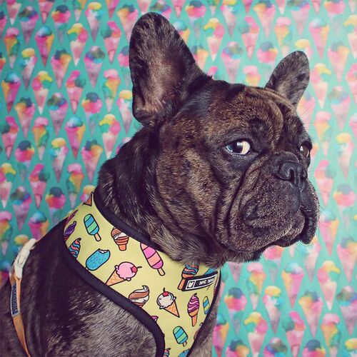 Pet Harness for French Bulldog Small Medium Dogs Leashes Pug