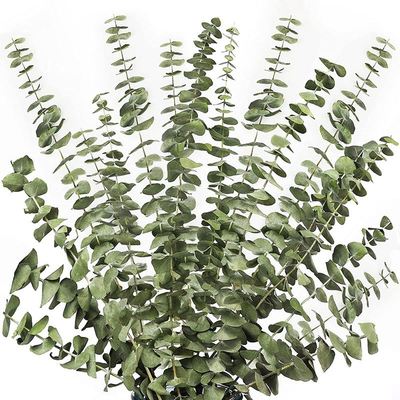 12Pcs Dried Eucalyptus Branches Greenery Stems,17 Inch 100%