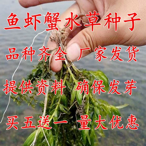 Рыба -пруд вода трава вода арахисы ираза колесо черное откровенное канда Рыбное краб четыре четыре сезона бесплатная доставка четыре сезона