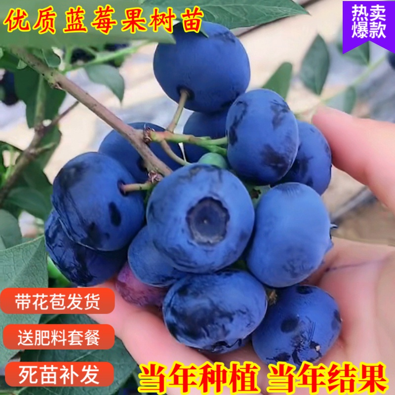 蓝莓树果苗盆栽地栽四季水果树当年结果南方北方种植特大蓝莓树苗