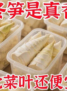 真空包装大冬笋新鲜竹笋水煮笋春笋清水笋楠竹笋蔬菜火锅食材批发