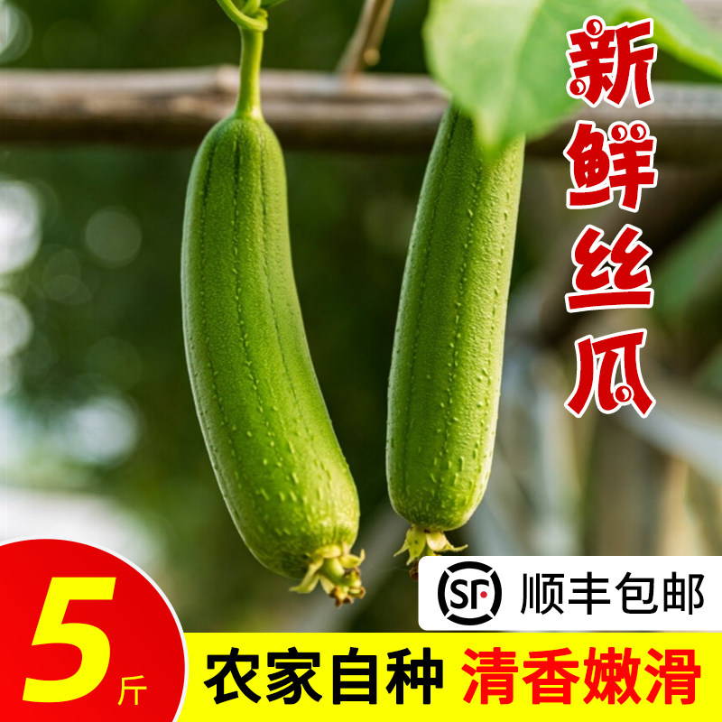 苏北农家露天白玉香丝瓜新鲜本地老肉丝瓜老品种青瓜蔬菜现摘现发