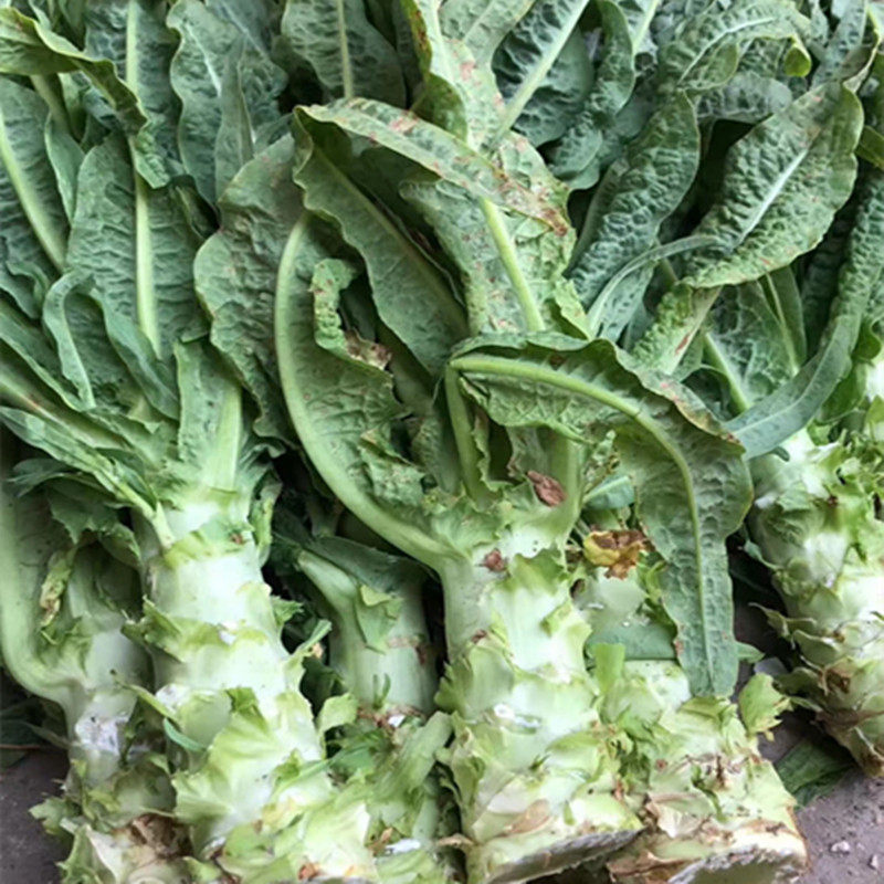 苏北农家新鲜香莴苣紫叶莴笋青笋窝笋烫火锅时令蔬菜露天现挖现发,水产肉类/新鲜蔬果/熟食,其它,淘宝优惠券,粉丝福利购,淘宝优惠卷