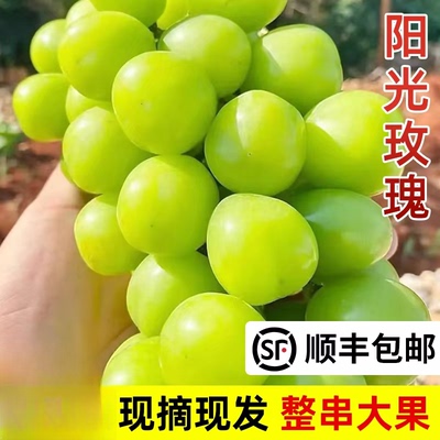 正宗农家晴王葡萄阳光玫瑰当季新鲜水果无籽葡萄香印青提整箱批发
