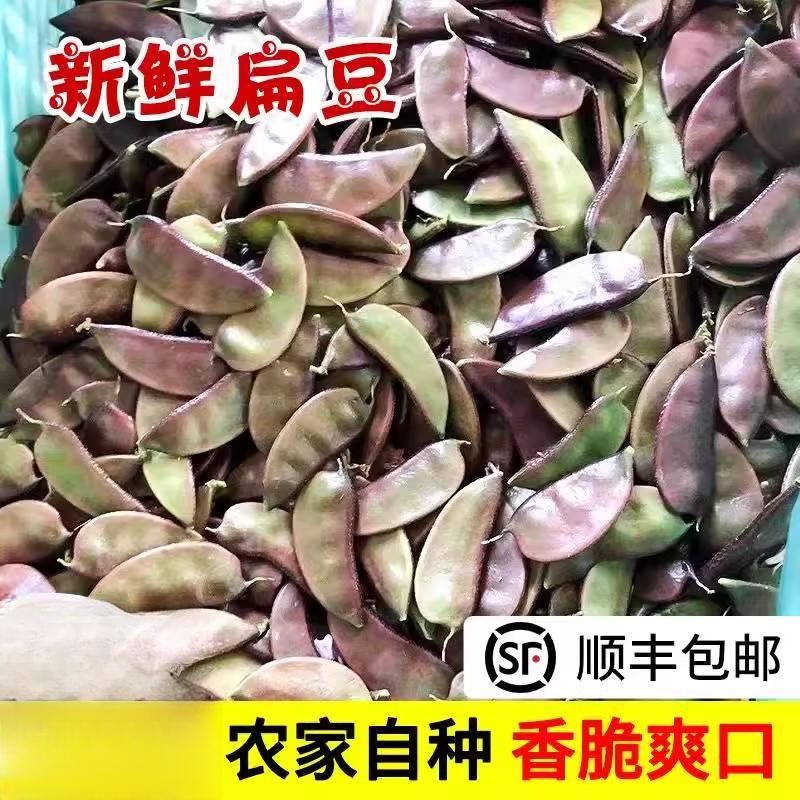 苏北农家露天时令新鲜蔬菜南汇紫扁豆红扁豆扁豆角荚芸豆眉豆现摘