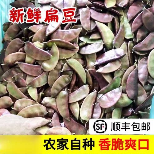 乔诚南汇紫扁豆现摘现发