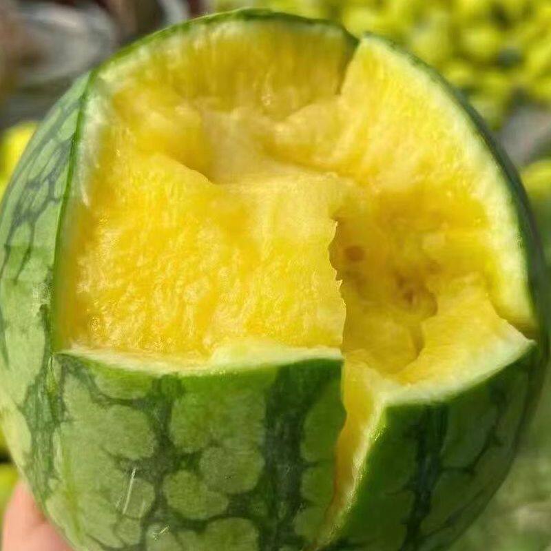 江苏东台三仓特产特小凤黄心瓤薄皮西瓜冰淇淋麒麟西瓜新鲜水果