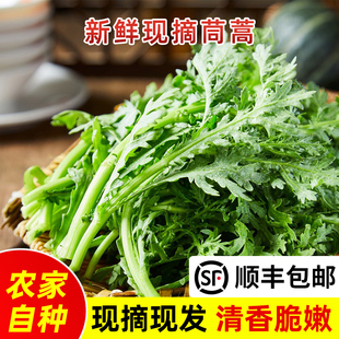 苏北农家新鲜本地大小叶茼蒿新鲜高杆菜逢蒿菜叶菜时令蔬菜烫火锅
