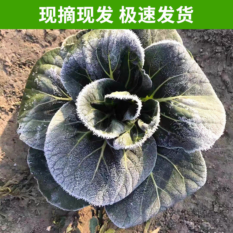 苏北农家露天新鲜霜冻大青菜油菜上海青苏州青时令蔬菜烫火锅现摘,水产肉类/新鲜蔬果/熟食,其它,淘宝优惠券,粉丝福利购,淘宝优惠卷