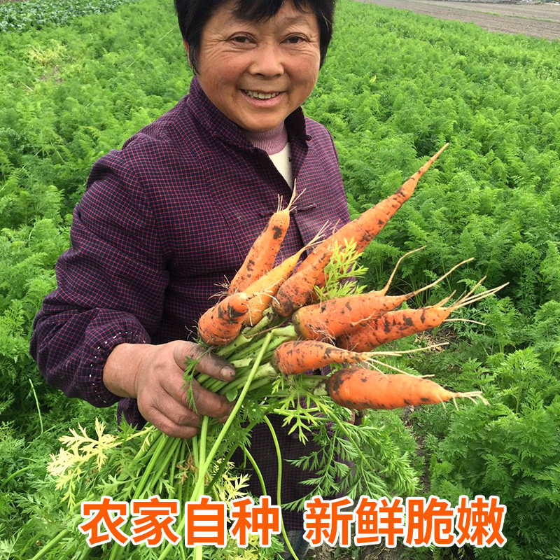 苏北农家露天现挖带泥水果小黄胡萝卜新鲜可生吃红萝卜时令蔬菜10,水产肉类/新鲜蔬果/熟食,萝卜/胡萝卜,淘宝优惠券,粉丝福利购,淘宝优惠卷