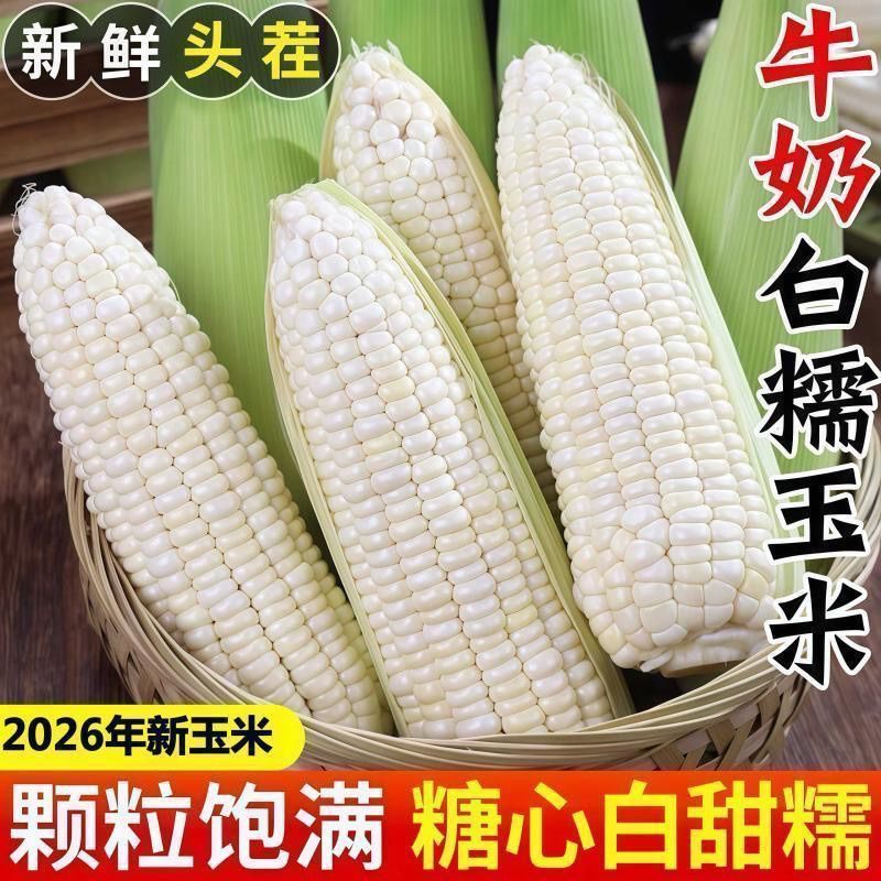 苏北现摘带壳甜糯白糯甜玉米孕妇糯玉米棒子粑粑新鲜时令蔬菜图片