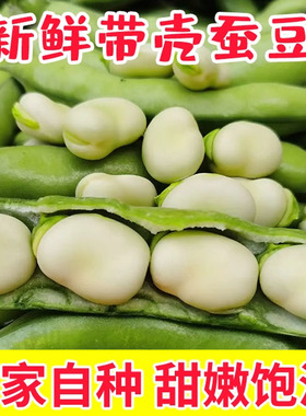 云南农家新鲜生大绿心带壳蚕豆米嫩胡罗汉豆角青豆荚时令蔬菜现摘