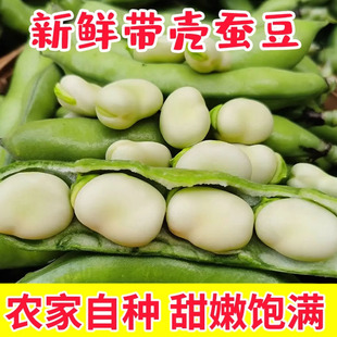 云南农家新鲜生大绿心带壳蚕豆米嫩胡罗汉豆角青豆荚时令蔬菜现摘