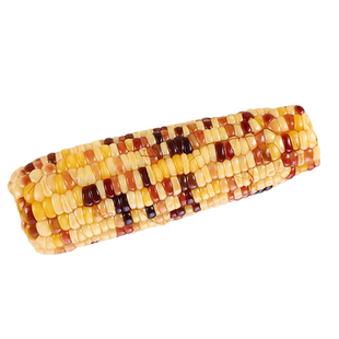 苏北农家新鲜带皮花糯玉米彩色紫色甜糯玉米生水果玉米棒现摘现发