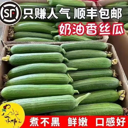 乔诚白玉老品种香丝瓜现摘现发